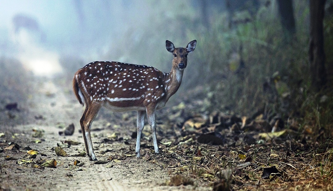 Dudhwa Tiger Reserve, Dudhwa National Park TOur Packges