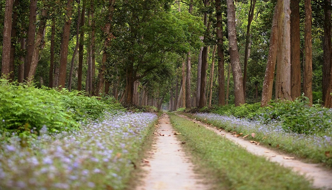 Dudhwa Tiger Reserve, Dudhwa National Park TOur Packges