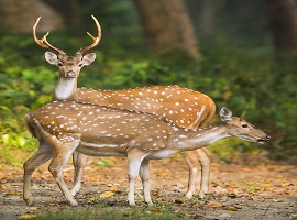 Dudhwa Tiger Reserve